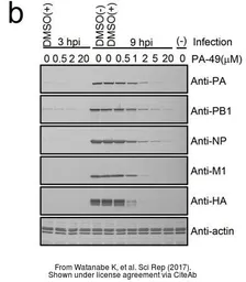 Anti-Influenza A virus M1 (matrix protein) antibody used in Western Blot (WB). GTX125928