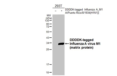 Anti-Influenza A virus M1 (matrix protein) antibody used in Western Blot (WB). GTX125928