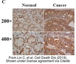Anti-SHMT2 antibody used in IHC (Frozen sections) (IHC-Fr). GTX125939