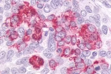 Anti-GPR55 antibody used in IHC (Paraffin sections) (IHC-P). GTX12700