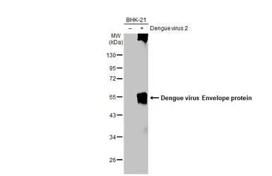 Anti-Dengue virus Envelope protein antibody used in Western Blot (WB). GTX127277