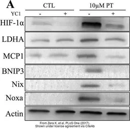 Anti-HIF1 alpha antibody used in Western Blot (WB). GTX127309