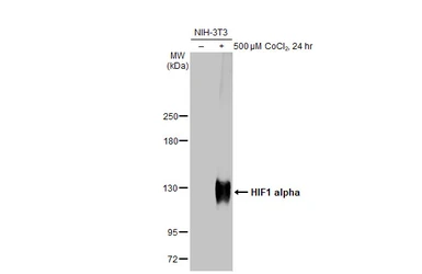 Anti-HIF1 alpha antibody used in Western Blot (WB). GTX127309