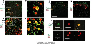 Anti-Rab11a + Rab11b antibody used in Immunocytochemistry/ Immunofluorescence (ICC/IF). GTX127328