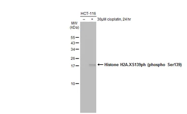 Anti-Histone H2A.XS139ph (phospho Ser139) antibody used in Western Blot (WB). GTX127340