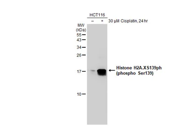 Anti-Histone H2A.XS139ph (phospho Ser139) antibody used in Western Blot (WB). GTX127340