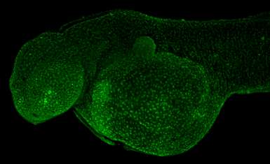 Anti-Histone H2A.X antibody used in IHC (Whole mount) (IHC-Wm). GTX127343