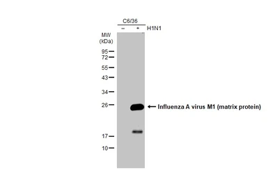 Anti-Influenza A virus M1 (matrix protein) antibody used in Western Blot (WB). GTX127356