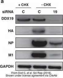Anti-Influenza A virus H3N2 HA (Hemagglutinin) antibody used in Western Blot (WB). GTX127363