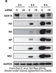 Anti-Influenza A virus H3N2 HA (Hemagglutinin) antibody used in Western Blot (WB). GTX127363