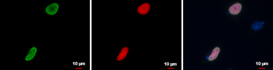 Anti-RFP antibody used in Immunocytochemistry/ Immunofluorescence (ICC/IF). GTX127897