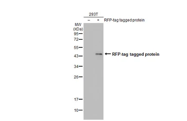 Anti-RFP antibody used in Western Blot (WB). GTX127897
