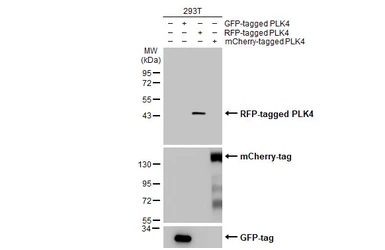 Anti-RFP antibody used in Western Blot (WB). GTX127897