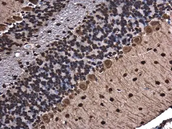 Anti-hnRNP A2B1 antibody used in IHC (Paraffin sections) (IHC-P). GTX127928