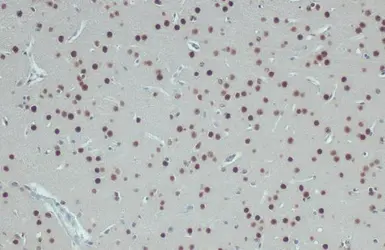 Anti-hnRNP A2B1 antibody used in IHC (Paraffin sections) (IHC-P). GTX127928