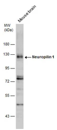 Anti-Neuropilin 1 antibody used in Western Blot (WB). GTX127947
