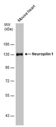Anti-Neuropilin 1 antibody used in Western Blot (WB). GTX127947