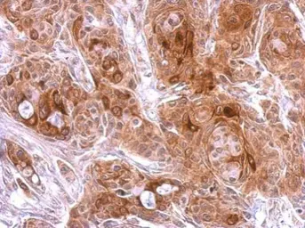 Anti-OPG antibody used in IHC (Paraffin sections) (IHC-P). GTX127948