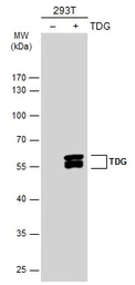 Anti-TDG antibody used in Western Blot (WB). GTX127975
