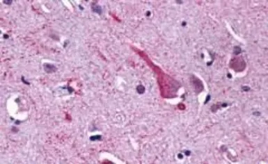Anti-TM7SF1/GPR137B antibody used in IHC (Paraffin sections) (IHC-P). GTX12800