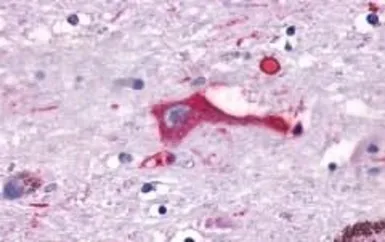 Anti-TM7SF1/GPR137B antibody used in IHC (Paraffin sections) (IHC-P). GTX12800
