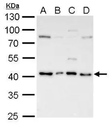 Anti-ATG3 antibody used in Western Blot (WB). GTX128065