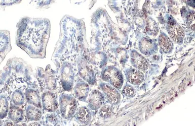 Anti-BrdU antibody used in IHC (Paraffin sections) (IHC-P). GTX128091