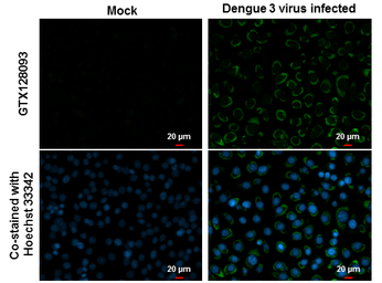 Anti-Dengue virus prM protein antibody used in Immunocytochemistry/ Immunofluorescence (ICC/IF). GTX128093