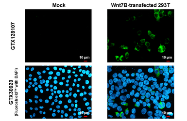 Anti-Wnt7b antibody used in Immunocytochemistry/ Immunofluorescence (ICC/IF). GTX128107