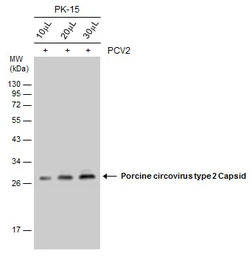 Anti-Porcine circovirus type 2 / PCV2 Capsid antibody used in Western Blot (WB). GTX128121