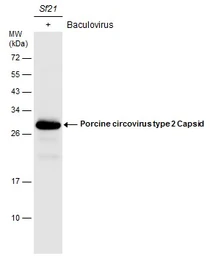 Anti-Porcine circovirus type 2 / PCV2 Capsid antibody used in Western Blot (WB). GTX128121