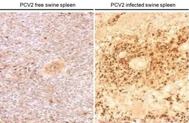 Anti-Porcine circovirus type 2 / PCV2 Capsid antibody used in IHC (Paraffin sections) (IHC-P). GTX128121