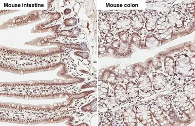 Anti-G9a antibody used in IHC (Paraffin sections) (IHC-P). GTX128164