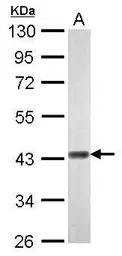 Anti-WIPI1 antibody used in Western Blot (WB). GTX128167