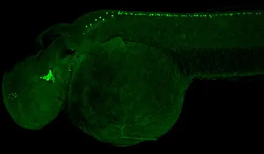 Anti-Isl1 antibody used in IHC (Whole mount) (IHC-Wm). GTX128201
