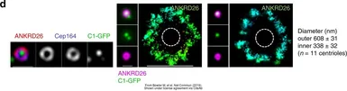 Anti-ANKRD26 antibody used in Immunocytochemistry/ Immunofluorescence (ICC/IF). GTX128255