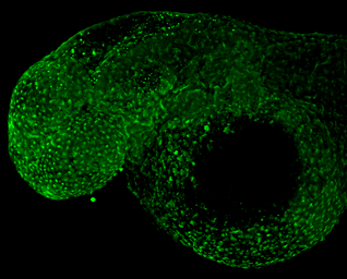 Anti-Foxa2 antibody used in IHC (Whole mount) (IHC-Wm). GTX128273