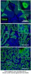 Anti-Vasa antibody used in IHC (Paraffin sections) (IHC-P). GTX128306