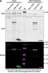 Anti-Vasa antibody used in Western Blot (WB). GTX128306