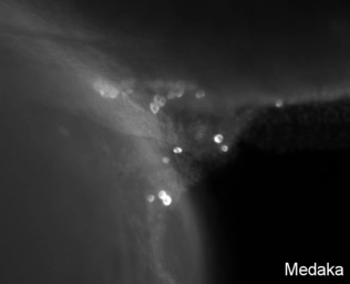 Anti-Vasa antibody used in IHC (Whole mount) (IHC-Wm). GTX128306