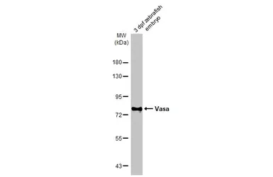 Anti-Vasa antibody used in Western Blot (WB). GTX128306
