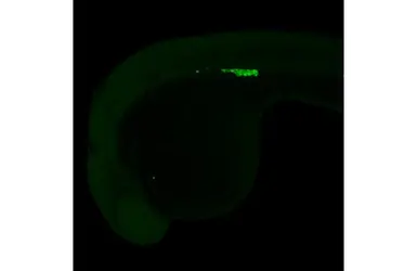 Anti-Vasa antibody used in IHC (Whole mount) (IHC-Wm). GTX128306