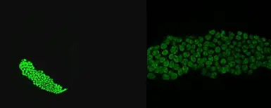 Anti-Ctsl1b antibody used in IHC (Whole mount) (IHC-Wm). GTX128324