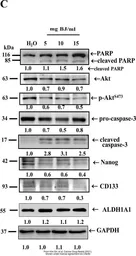 Anti-AKT (phospho Ser473) antibody used in Western Blot (WB). GTX128414