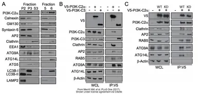 Anti-ATG9A antibody used in Western Blot (WB). GTX128427