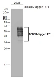 Anti-PD1 antibody used in Western Blot (WB). GTX128435