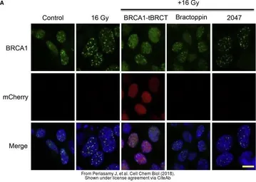 Anti-mCherry antibody used in Immunocytochemistry/ Immunofluorescence (ICC/IF). GTX128509