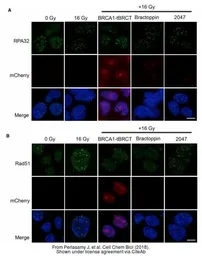 Anti-mCherry antibody used in Immunocytochemistry/ Immunofluorescence (ICC/IF). GTX128509