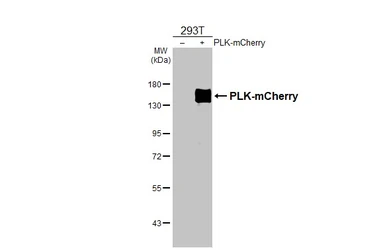 Anti-mCherry antibody used in Western Blot (WB). GTX128509
