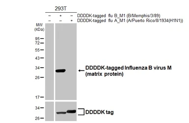 Anti-Influenza B virus M (matrix protein) antibody used in Western Blot (WB). GTX128537